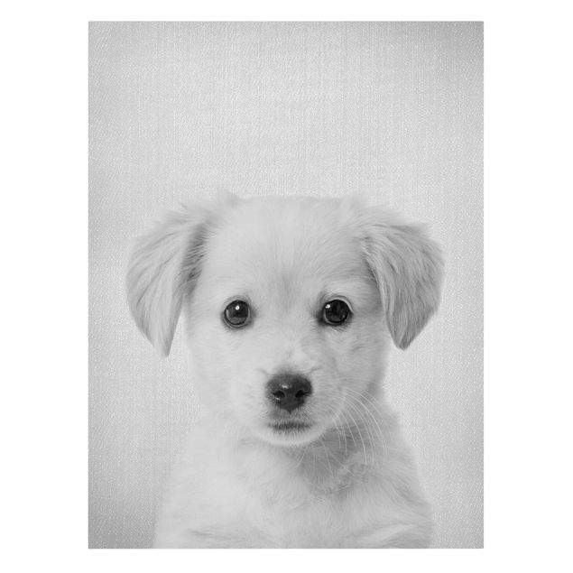Wandbilder Hunde Baby Golden Retriever Gizmo Schwarz Weiß