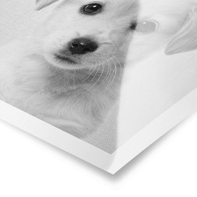 Wanddeko über Bett Baby Golden Retriever Gizmo Schwarz Weiß