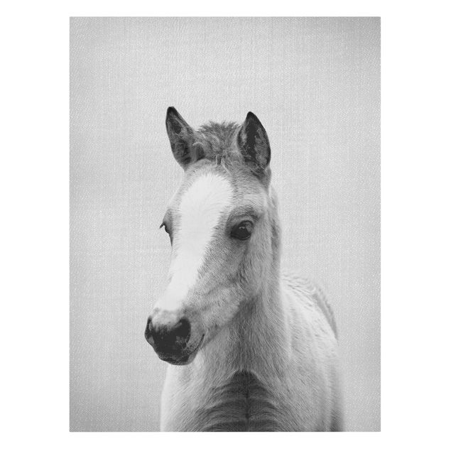 Leinwandbild Pferd Baby Pferd Philipp Schwarz Weiß