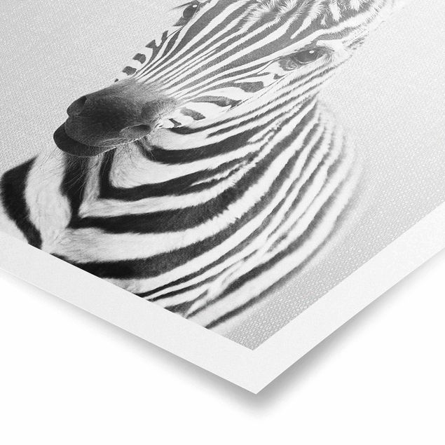 Wandbilder Zebras Baby Zebra Zoey Schwarz Weiß