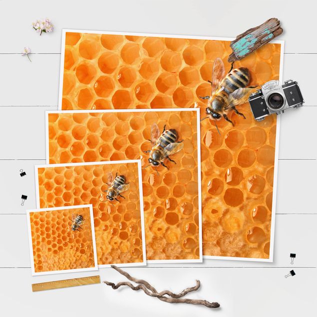 Tiere Poster Honey Bee