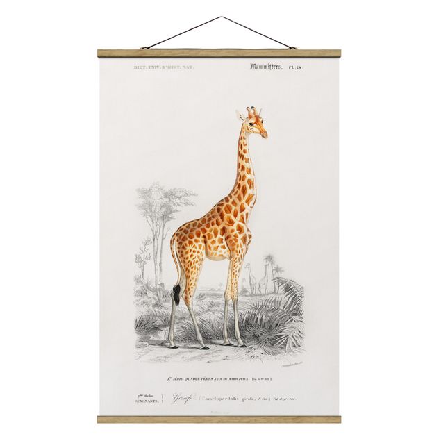 Wandbilder Giraffen Vintage Lehrtafel Giraffe