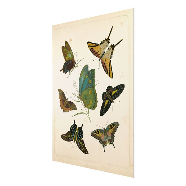 Wanddeko Esszimmer Vintage Illustration Exotische Schmetterlinge