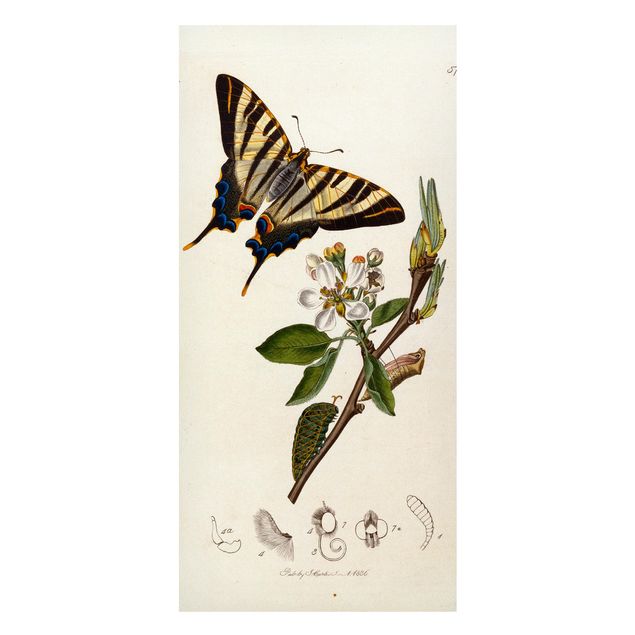 Wohndeko Blume John Curtis - Ein seltener Schwalbenschwanz