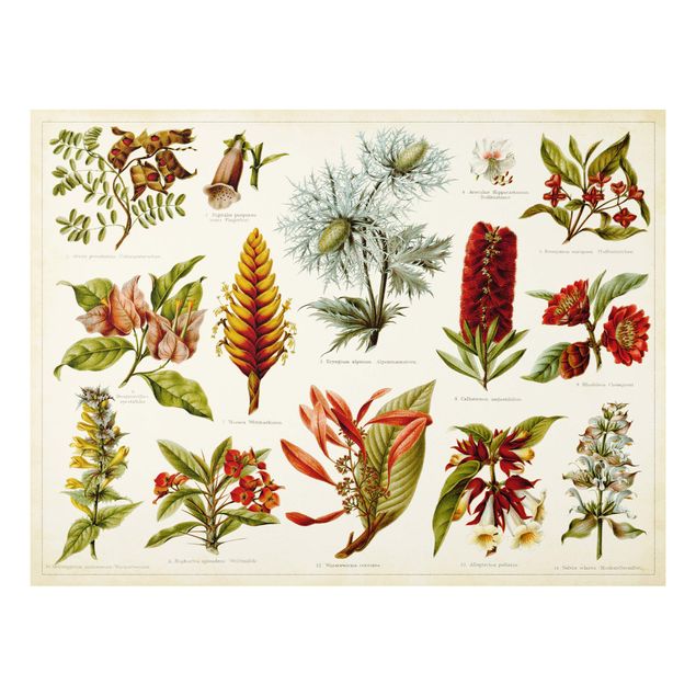 Deko Blume Vintage Lehrtafel Tropische Botanik I