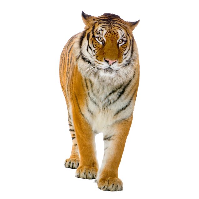 Wanddeko 3D Bengalischer Tiger