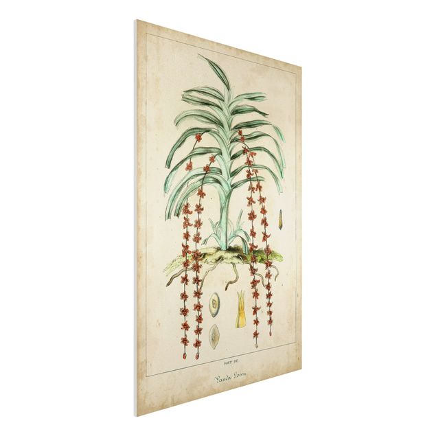 Wanddeko beige Vintage Lehrtafel Exotische Palmen IV