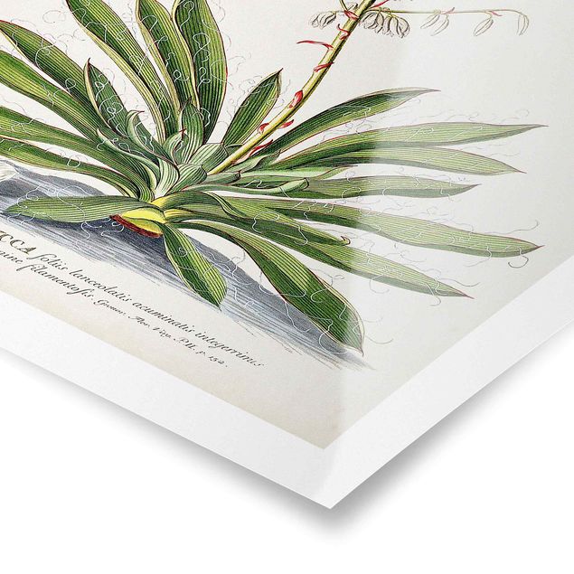 Wanddeko Büro Vintage Botanik Illustration Yucca