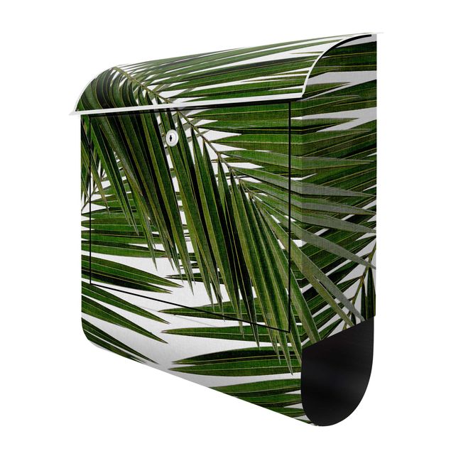 Wohndeko Palme Blick durch grüne Palmenblätter