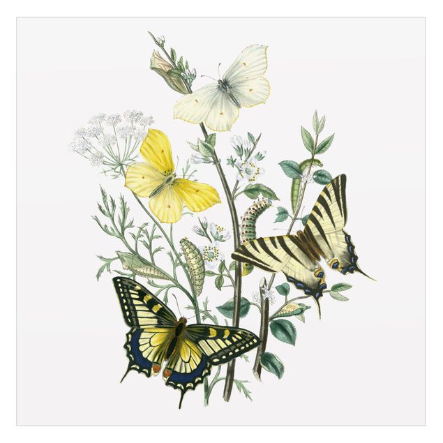Wanddeko Praxis Britische Schmetterlinge III