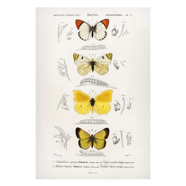 Wanddeko Flur Vintage Lehrtafel Schmetterlinge II