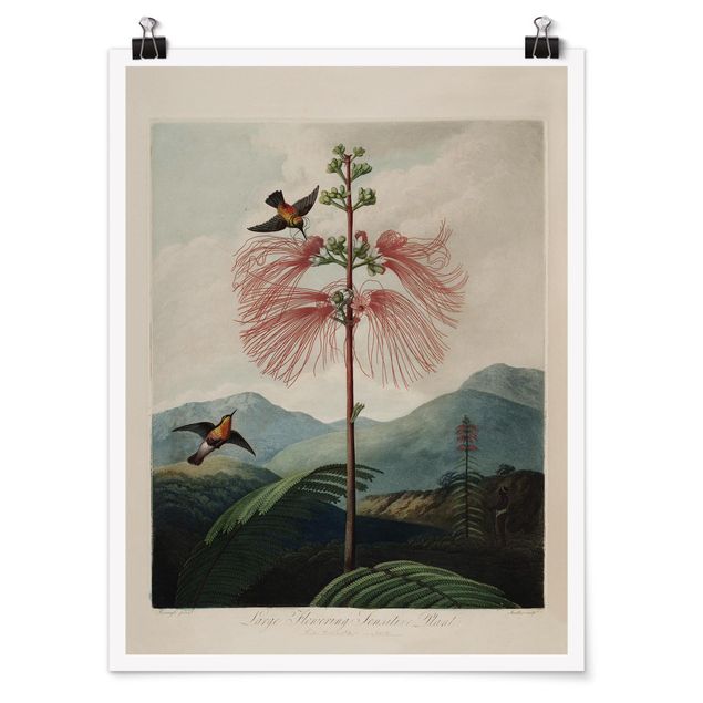 Wanddeko grün Botanik Vintage Illustration Blüte und Kolibri