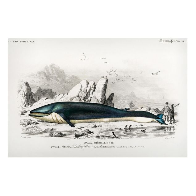 Wanddeko Flur Vintage Lehrtafel Blauer Wal