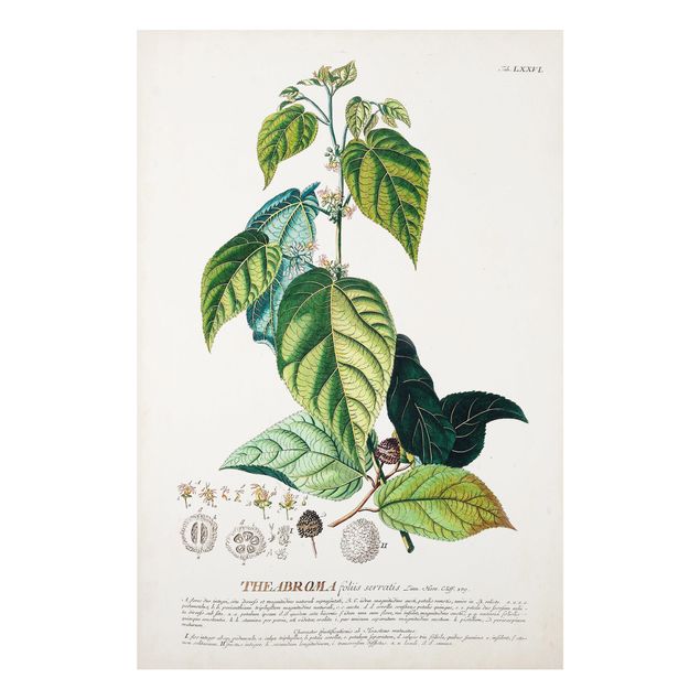 Wanddeko Flur Vintage Botanik Illustration Kakao