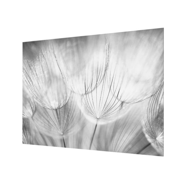 Wanddeko schwarz-weiß Pusteblumen Makroaufnahme in schwarz weiß