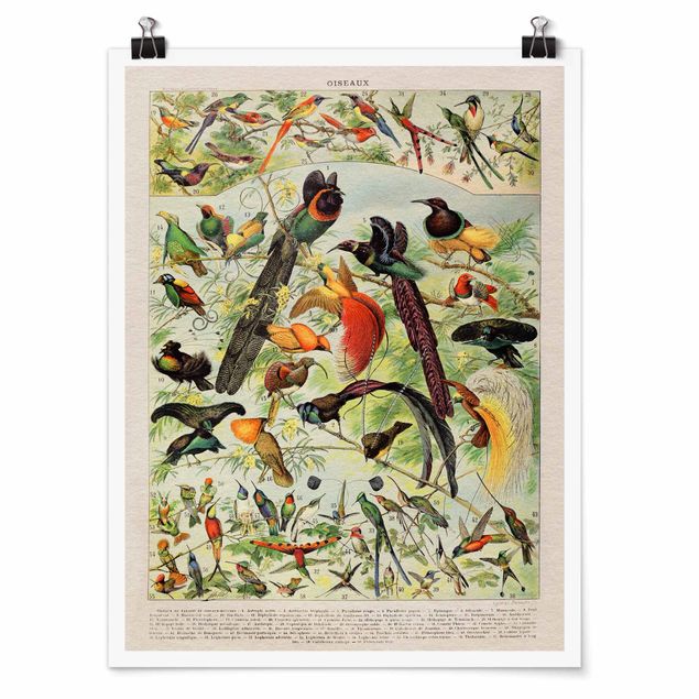 Wanddeko Esszimmer Vintage Lehrtafel Paradiesvögel