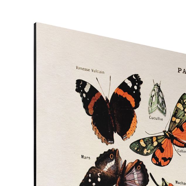 Wandbilder Schmetterlinge Vintage Lehrtafel Schmetterlinge und Falter