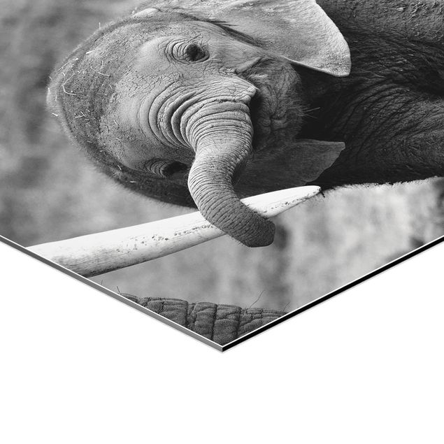 Wanddeko über Bett Elefantenbaby