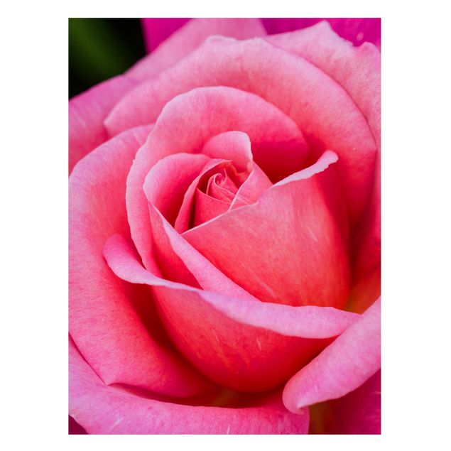 Deko Blume Pinke Rosenblüte vor Grün