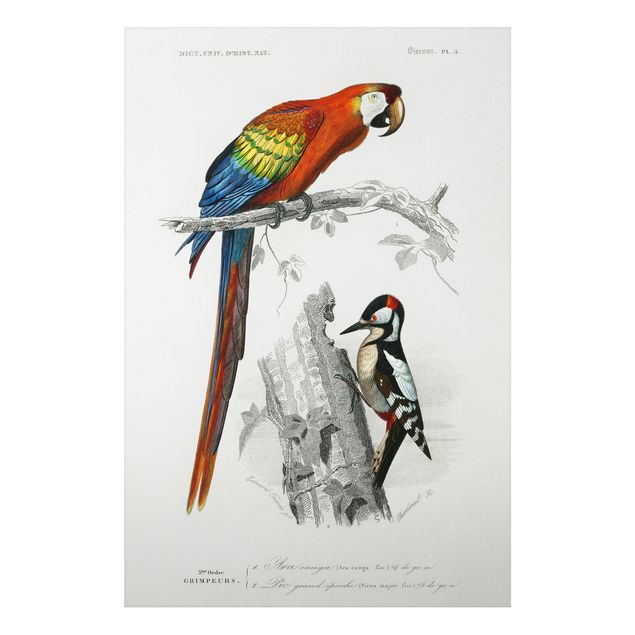 Wanddeko Flur Vintage Lehrtafel Papagei Rot Blau