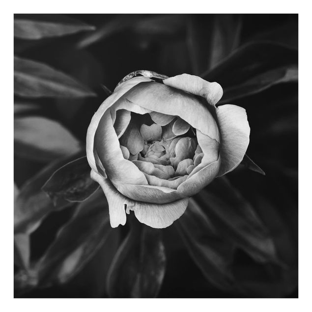 Wanddeko Rose Pfingstrosenblüte vor Blättern Schwarz Weiß