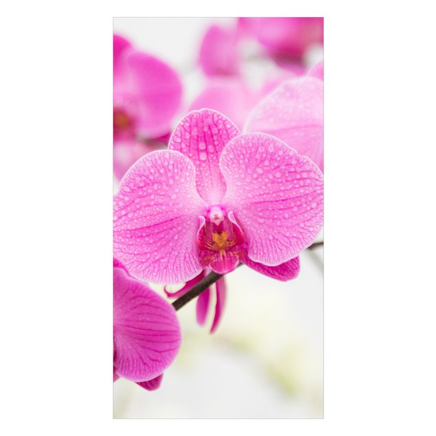 Wanddeko Orchidee Nahaufnahme Orchidee