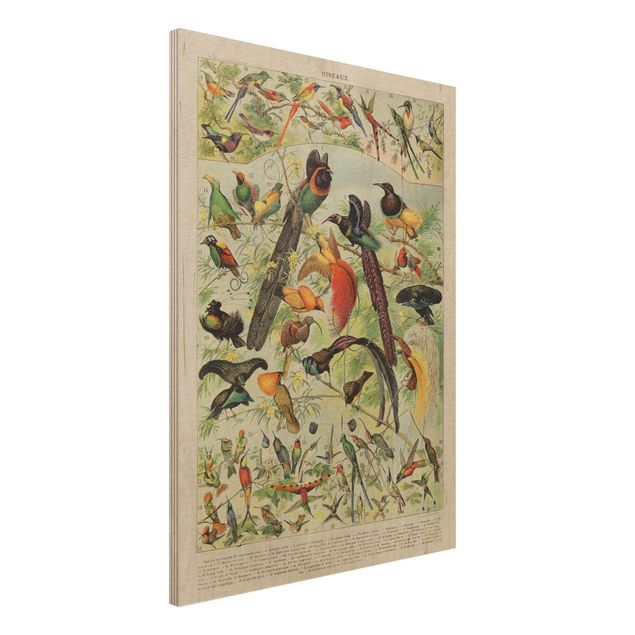 Wanddeko bunt Vintage Lehrtafel Paradiesvögel