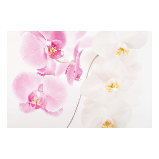 Wanddeko Fotografie Delicate Orchids