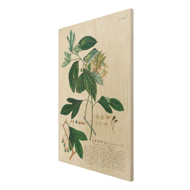 Wanddeko grün Vintage Botanik Illustration Lorbeer