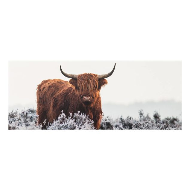 Wanddeko Tiere Bison in den Highlands