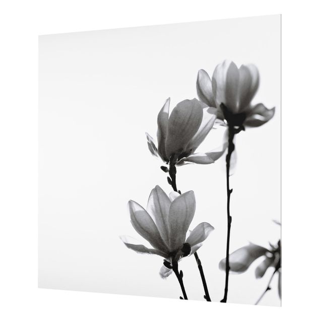 Glasrückwand Küche Blumen Frühlingsbote Magnolie Schwarz Weiß