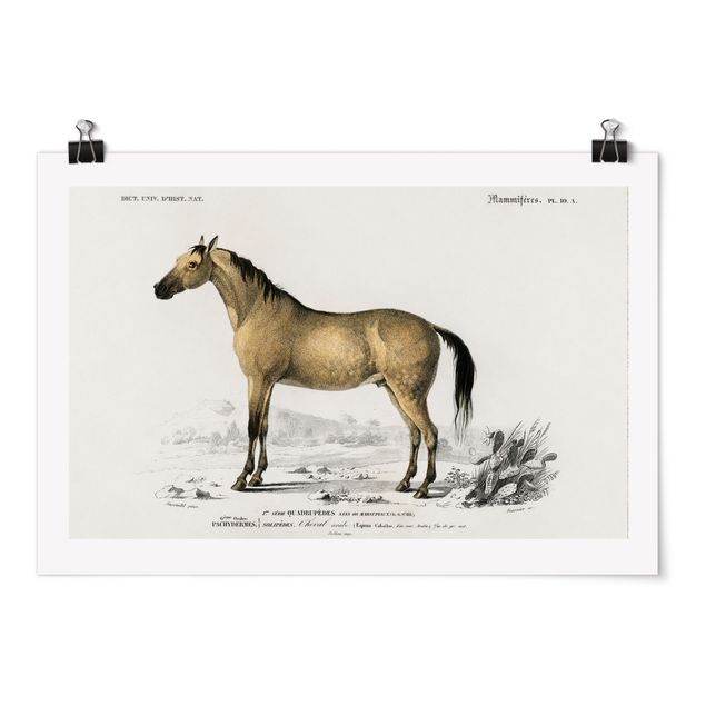 Wanddeko Esszimmer Vintage Lehrtafel Pferd