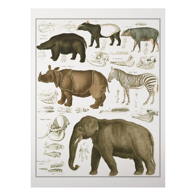 Wanddeko braun Vintage Lehrtafel Elefant, Zebra und Nashorn