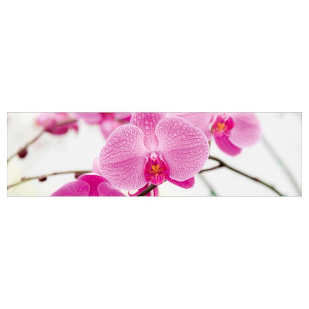 Küchenrückwand Folie Nahaufnahme Orchidee