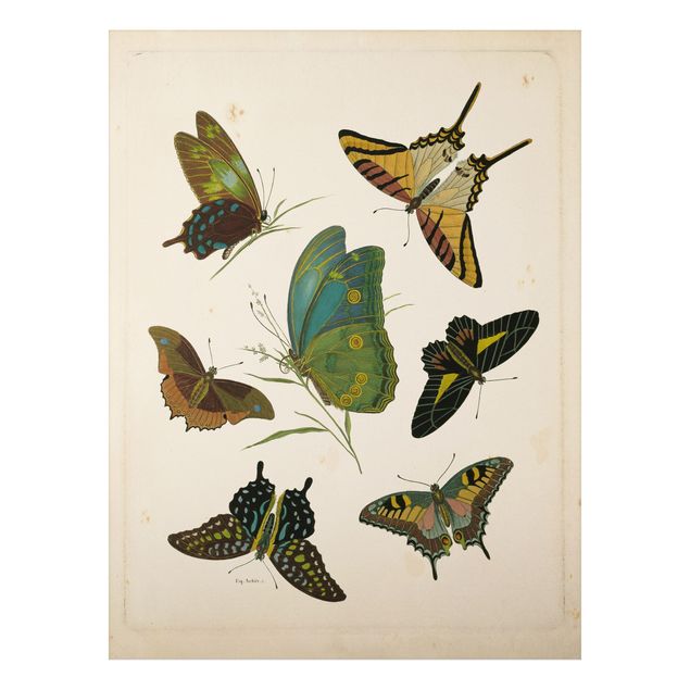 Wanddeko Flur Vintage Illustration Exotische Schmetterlinge