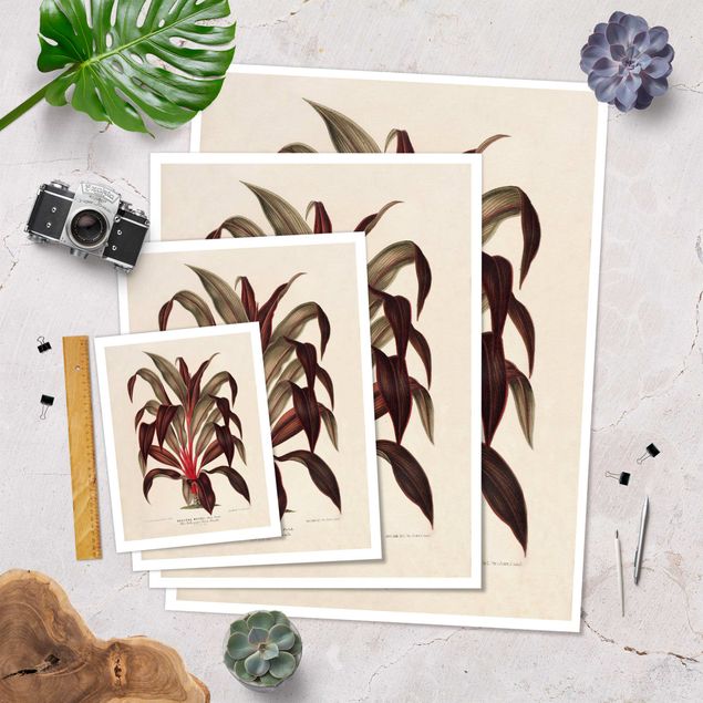 Wanddeko rot Botanik Vintage Illustration Drachenbaum