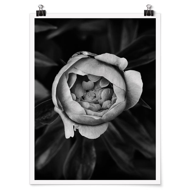 Wohndeko Blume Pfingstrosenblüte vor Blättern Schwarz Weiß