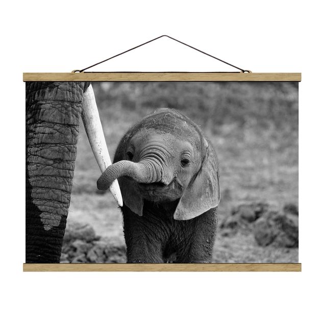 Wanddeko Flur Elefantenbaby