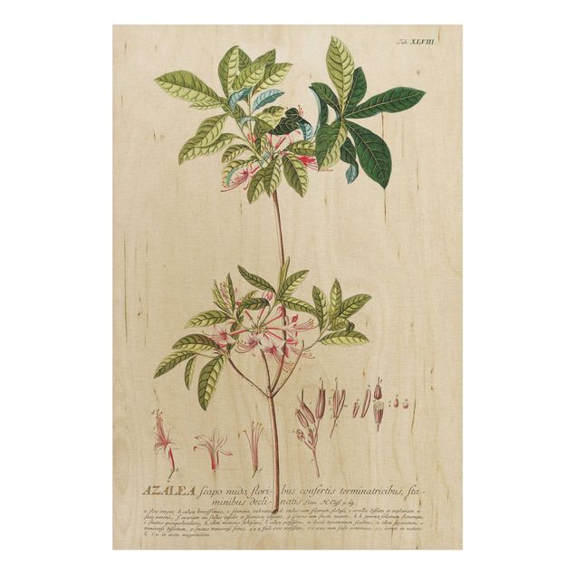 Wanddeko Blume Vintage Botanik Illustration Azalee