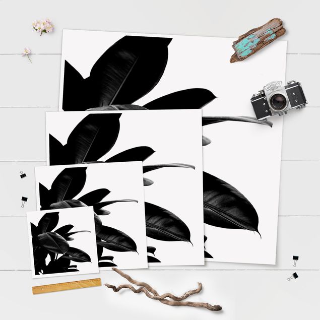 Wanddeko über Bett Gummibaum Blätter Schwarz Weiß