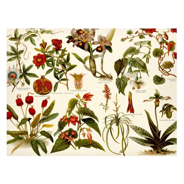 Wohndeko Blume Vintage Lehrtafel Tropische Botanik II