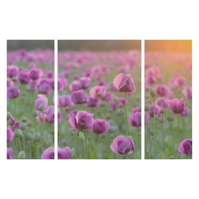 Wohndeko Blume Violette Schlafmohn Blumenwiese im Frühling