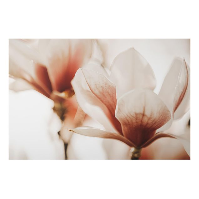 Deko Blume Zarte Magnolienblüten im Lichtspiel