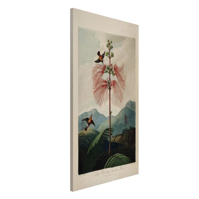 Wanddeko Flur Botanik Vintage Illustration Blüte und Kolibri