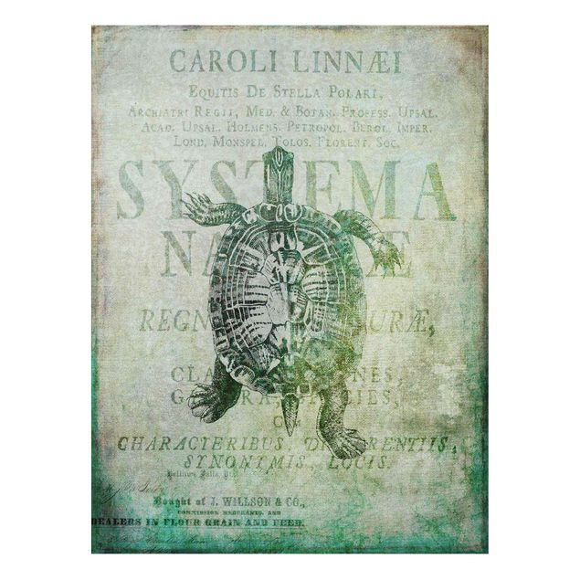 Wanddeko Flur Vintage Collage - Antike Schildkröte
