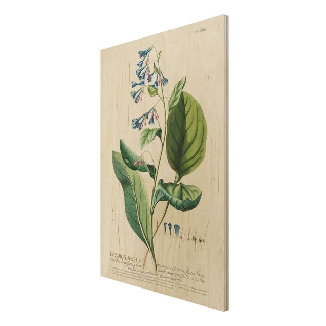 Wanddeko grün Vintage Botanik Illustration Lungenkraut