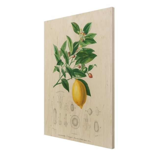 Wanddeko Esszimmer Botanik Vintage Illustration Zitrone