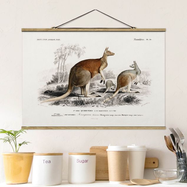 Wandbilder Australien Vintage Lehrtafel Känguruh