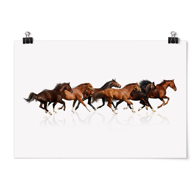 Wandbilder Pferde Pferdeherde