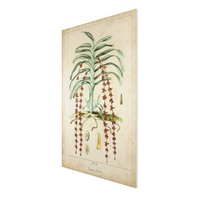 Wanddeko Flur Vintage Lehrtafel Exotische Palmen IV
